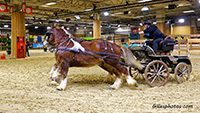 Salon de l'agriculture  -  Paris. 